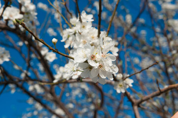 White sakura flowers bloom in the trees. Spring landscape with a flowering pink tree. Beautiful blooming garden on a sunny day. A wonderful concept of romance and love with delicate flowers. Hi spring
