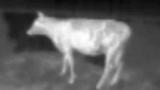 The ghost cow, airy phantom. A cow in vague gray tones, according to the principle that all cats are gray at night (when the candles are out all cats are gray). Image from thermal imager device.