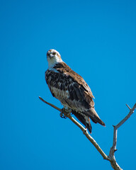 Osprey - Yellow Eyed Hawk or Eagle Bird Perched on a Tree with Blue Sky