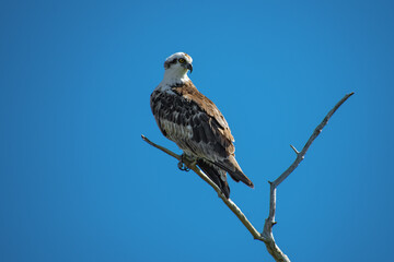 Osprey - Yellow Eyed Hawk or Eagle Bird Perched on a Tree with Blue Sky
