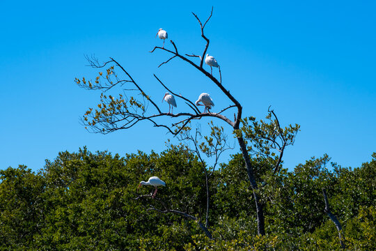 American White Ibis Bird - 5 Birds Perched on a Tree with Green and Blue Background