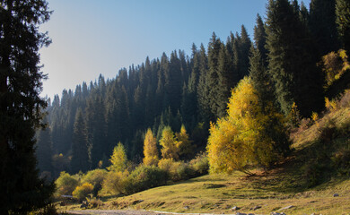 Fototapeta na wymiar early autumn in the mountains, yellow red green trees.
