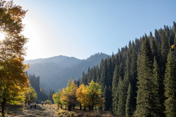 early autumn in the mountains, yellow red green trees.