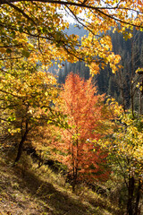 autumn in the mountains, yellow red trees.