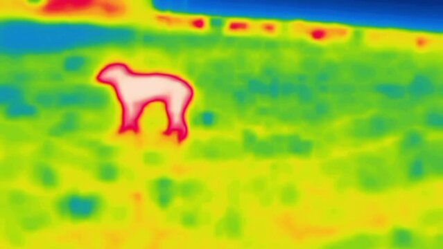 The docked dog. Image from thermal imager device.