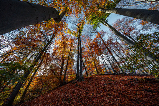 bunter Herbstwald