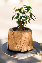 close-up of small ficus tree with green leaves growing in ceramic pot