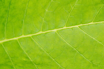 Fototapeta na wymiar Tobacco leaf texture. Leaf veins closeup macro shot