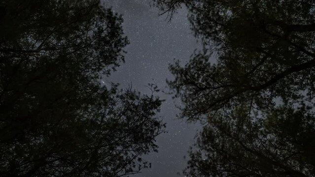 Very beautiful starry sky through the branches of trees. Cinematic quality. The gaze follows the stars. The Andromeda galaxy is visible. Timelapse