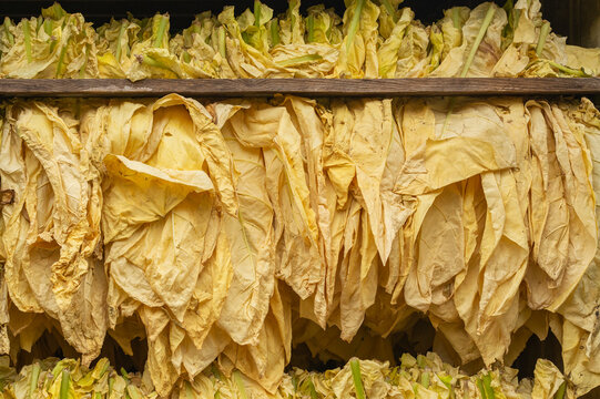 what is flue cured tobacco Flue-Cured Tobacco
