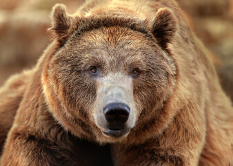 portrait of a grizzly bear