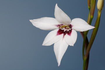 Fototapeta na wymiar Elegant white gladiolus flower with burgundy center isolated on gray background.