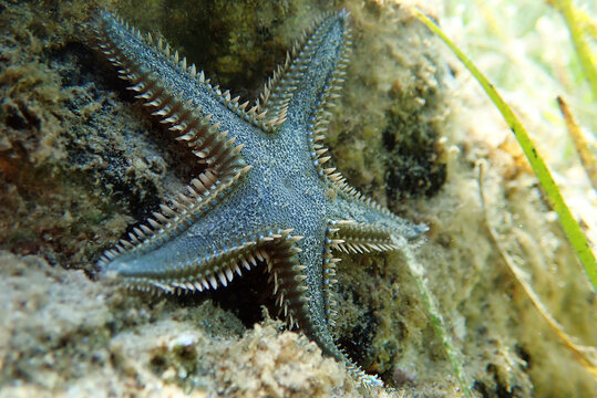Underwater image of Mediterranean sand sea-star