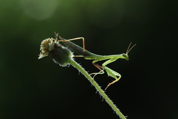 green praying mantis