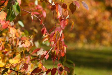 Fototapeta na wymiar Red autumn leaves on the bushes in the park.