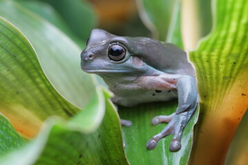 Obraz premium frog on leaf