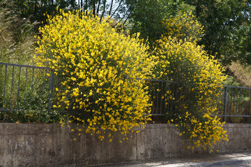 Yellow bushes of flowering gorse on a slope near the road.