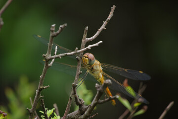 枝にとまって休むトンボ