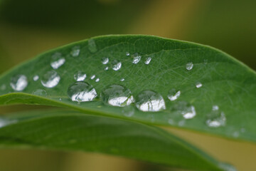 葉っぱに水玉ができている