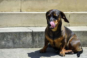 Thoroughbred dog is comfortably located on stone steps. Dog stuck out its tongue. Close-up. Selective focus.