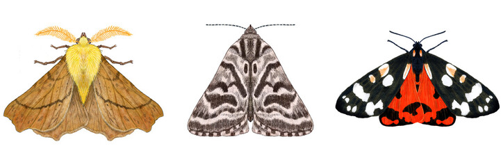 Canary Shouldered Thorn Moth, Mother Shipton Moth, Scarlet Tiger Moth