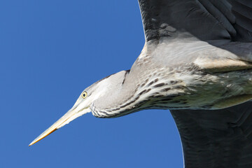 close-up gray heron (ardea cinerea) flying in blue sky