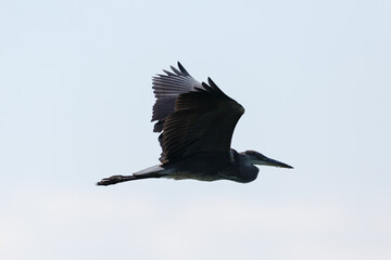 silhouette of isolated gray heron (ardea cinerea) in flight