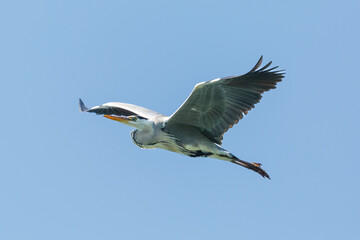 close-up gray heron (ardea cinerea) in flight in blue sky