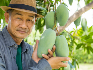 Owner of the mango orchard examining mango in orchard.
