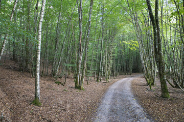 sentier au milieu d'une forêt