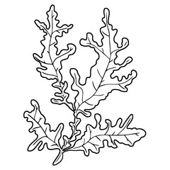 Seaweed, outline vector drawing with black line isolated on white background. Coloring. Hand-drawn close-up element of the sea.
