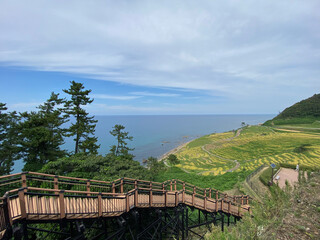 棚田と日本海の風景