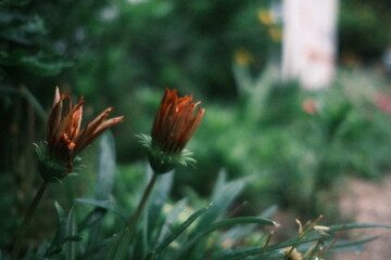 orange flower in the garden