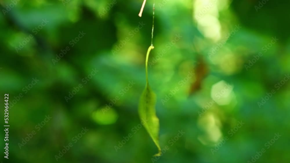 Wall mural a leaf of a tree hanging on a cobweb in the forest is spinning in the wind. unusual picture in the w