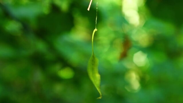 A leaf of a tree hanging on a cobweb in the forest is spinning in the wind. Unusual picture in the wild forest. Cute natural view.