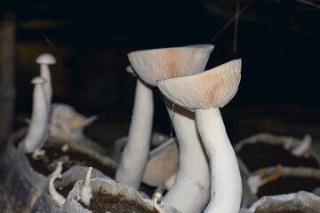 Calocybe indica, commonly known as the milky white mushroom, is a species of edible mushroom native to India.