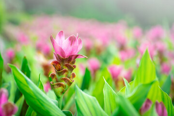 Pink cauliflower. pink siam tulip flowers on background blooming in the garden. portrait of pink...