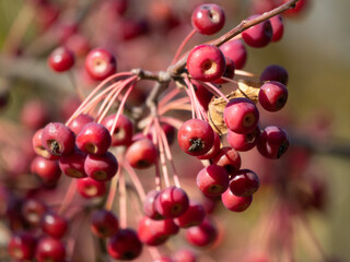 close up of berries