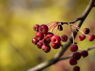 red berries on a branch