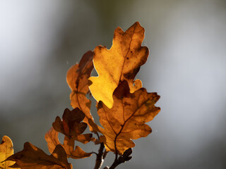 yellow maple leaf