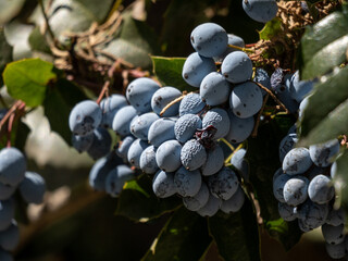 grapes on vine
