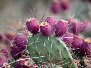 cactus in bloom