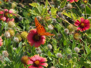 butterfly on a flower