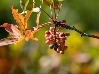 red berries on a branch