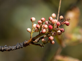 red currant bush