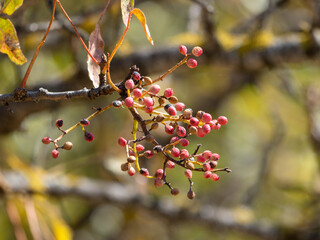 red berries on a branch