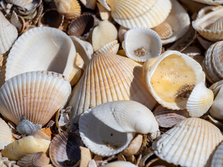 seashells on the beach