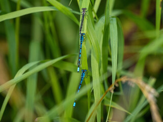 blue dragonfly on a green leaf