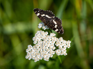 butterfly on a flower