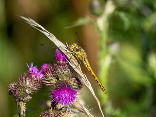 butterfly on a flower